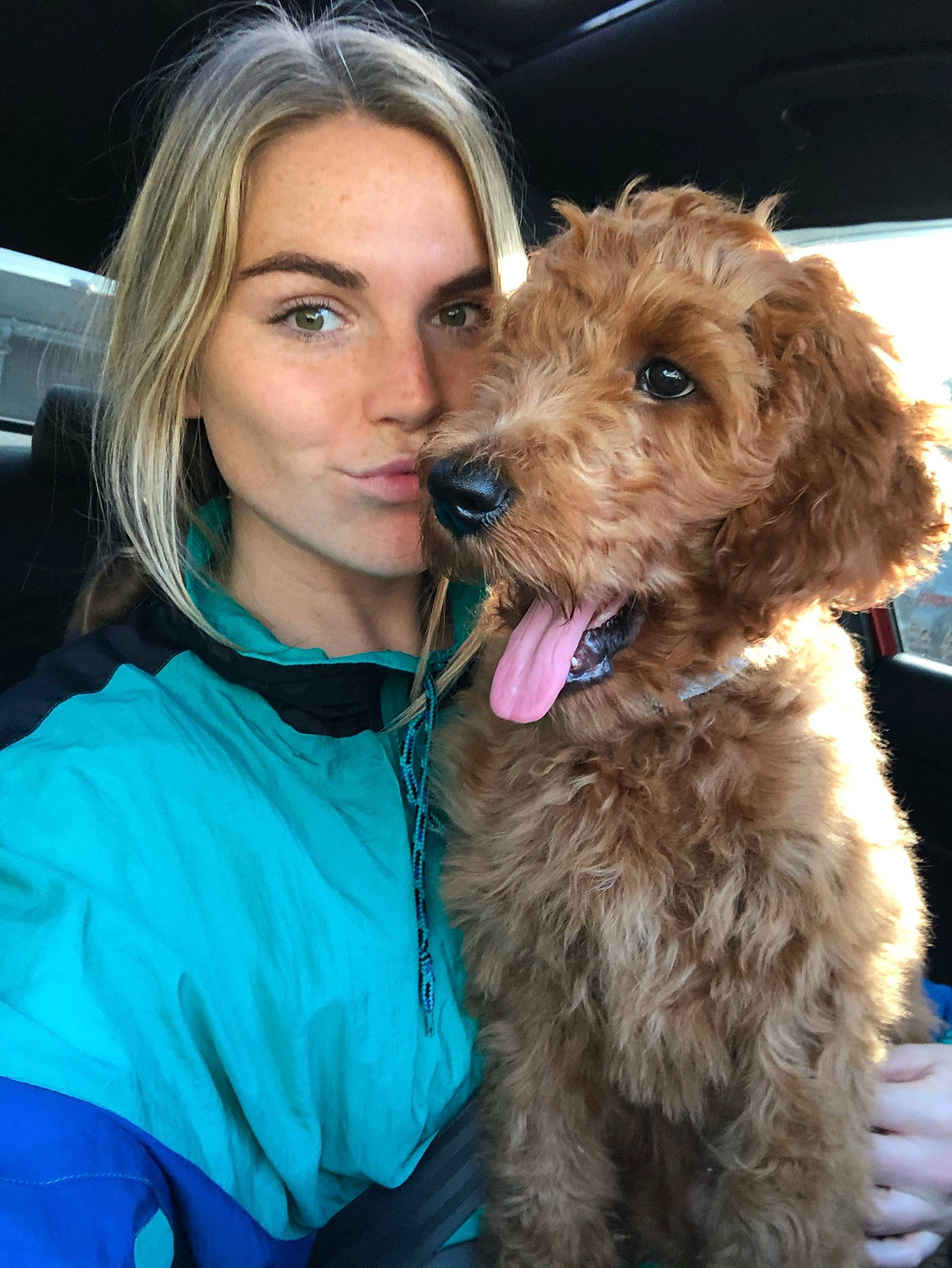 Gus is registered to the contest to win money with this photo: barbet, canidae, carnivore, cavapoo, cockapoo, companion_dog, dog, dog_breed, goldendoodle, labradoodle, maltepoo, mammal, miniature_poodle, poodle, poodle_crossbreed, schnoodle, sporting_group, terrier, toy_poodle, vertebrate