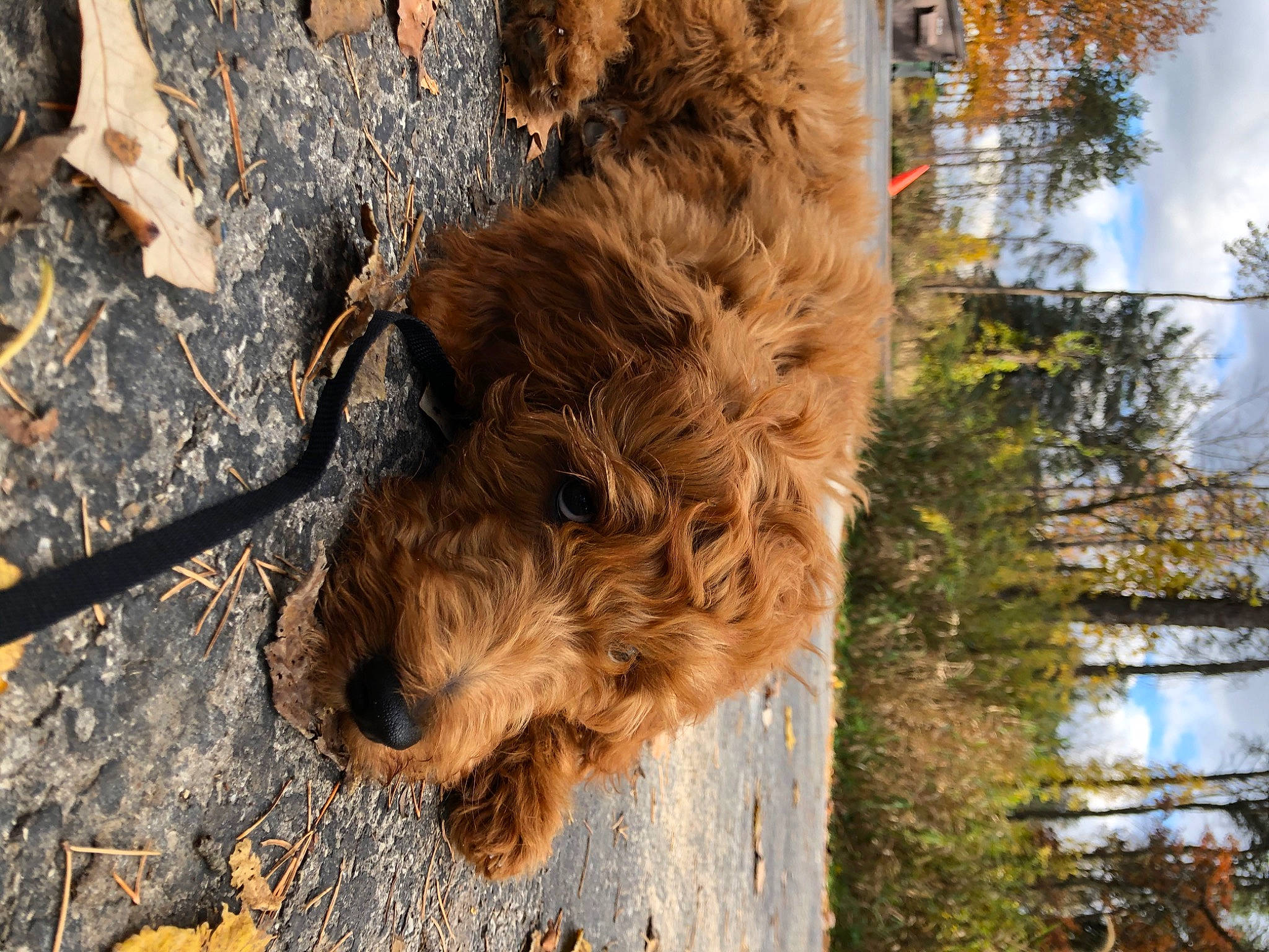 Gus joined the competition — help win amazing prizes! airedale_terrier, canidae, carnivore, dog, dog_breed, fawn, fur, glen_of_imaal_terrier, goldendoodle, irish_terrier, labradoodle, lagotto_romagnolo, lakeland_terrier, otterhound, sporting_group, styrian_coarse_haired_hound, terrier, welsh_terrier, wirehaired_pointing_griffon, wood