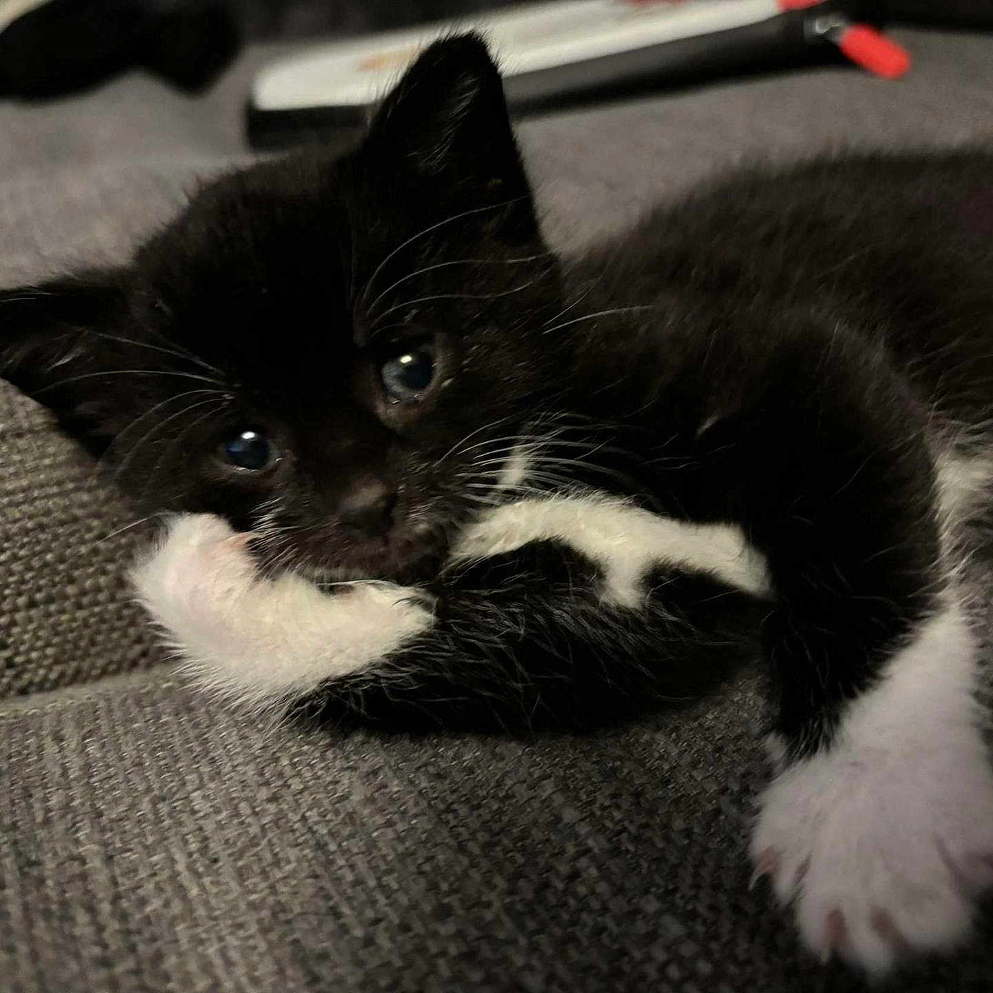 Sierra joined the competition — help win amazing prizes! abyssinian, animal, blackcat, blanket, cat, couch, furniture, kitten, manx, person, pet, sleeping