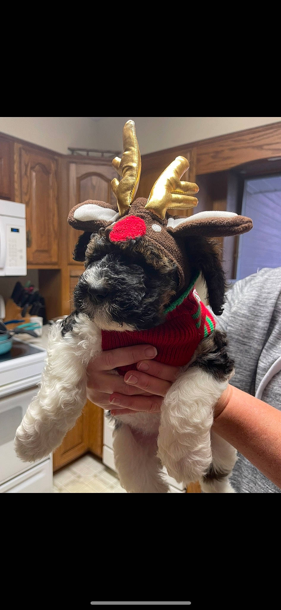 Oakley joined the competition — help win amazing prizes! companion_dog, costume, dog_breed, ear, event, fawn, fictional_character, flooring, fur, hand, holiday, horn, mammal, natural_material, plush, snout, stuffed_toy, whiskers, wool, working_animal