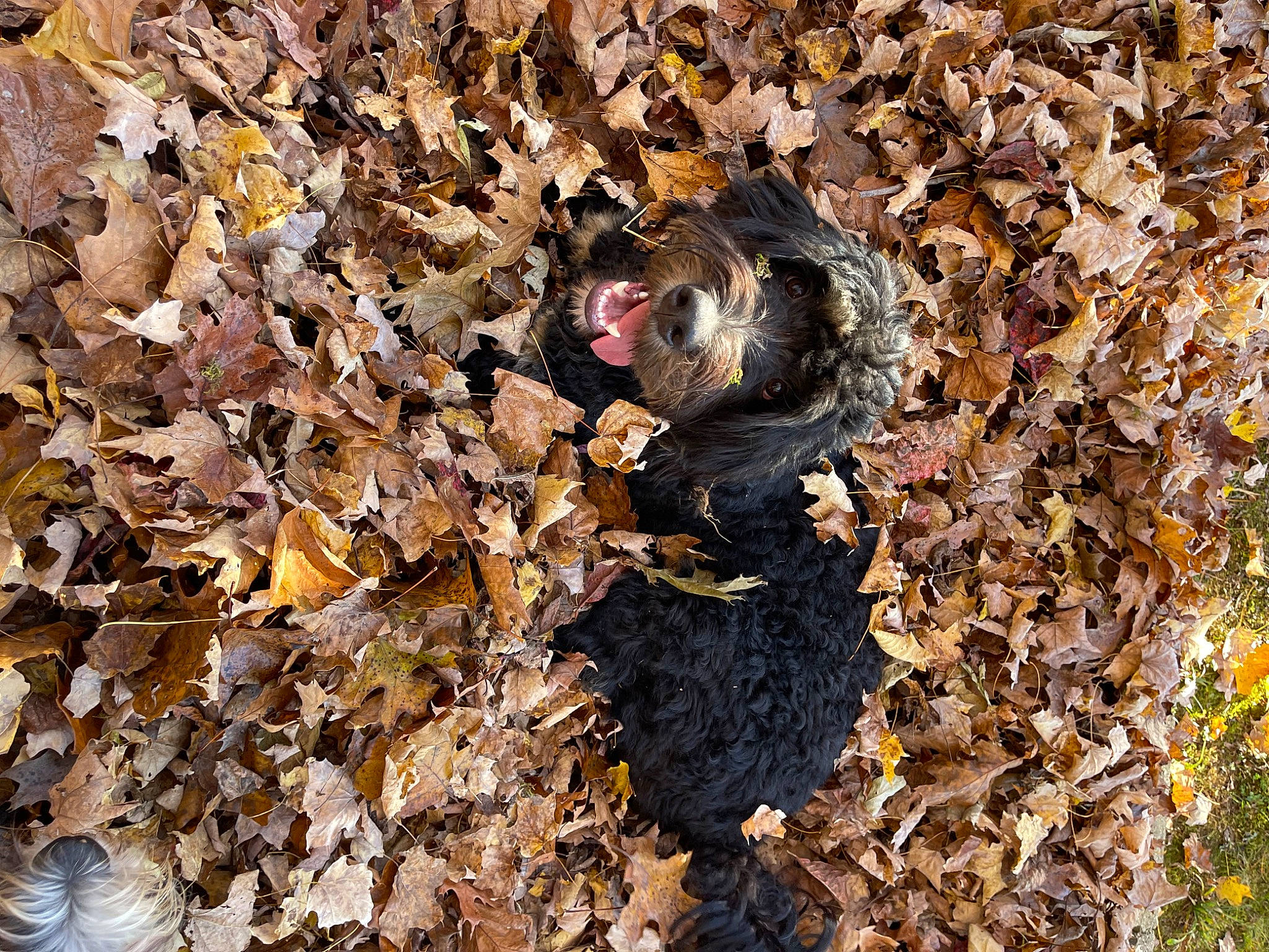 Loki is registered to the contest to win money with this photo: autumn, camouflage, deciduous, fur, grass, people_in_nature, rock, soil, terrestrial_animal, tree, twig, wood