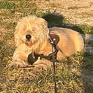 Chewy joined the competition — help win amazing prizes! dog, fluffy_dog, grass, outdoor, leash, harness, pet, animal, sunlight, nature, relaxed, shaggy_fur, muzzle, canine, daytime, ground, resting, shadow, collar, fur