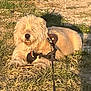 dog, fluffy_dog, grass, outdoor, leash, harness, pet, animal, sunlight, nature, relaxed, shaggy_fur, muzzle, canine, daytime, ground, resting, shadow, collar, fur