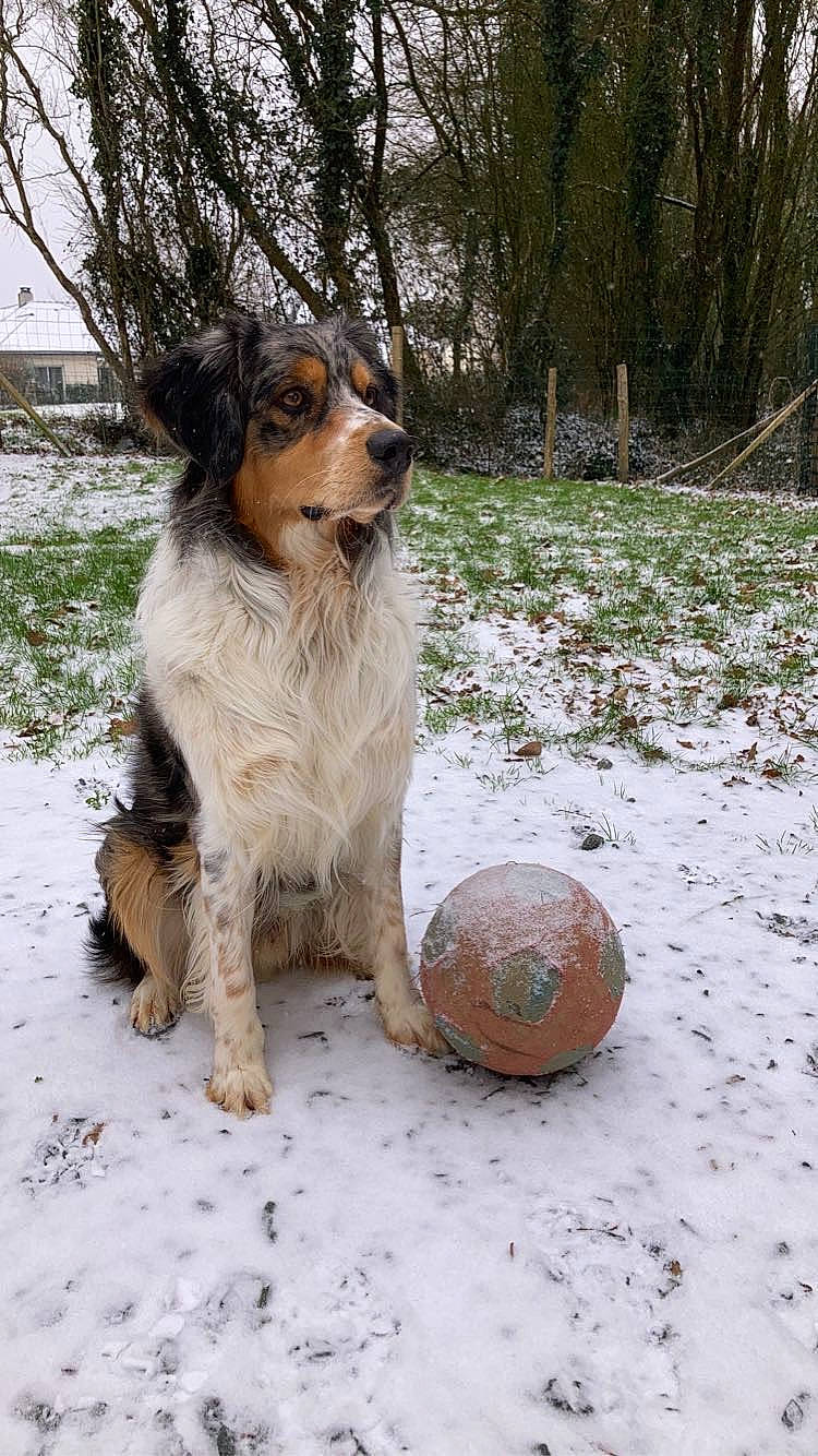 Peps participe au concours pour gagner de l'argent avec cette photo : ball, canidae, carnivore, companion_dog, dog, dog_breed, football, freezing, fur, herding_dog, hunting_dog, plant, snow, sporting_group, tree, winter, wood, working_dog