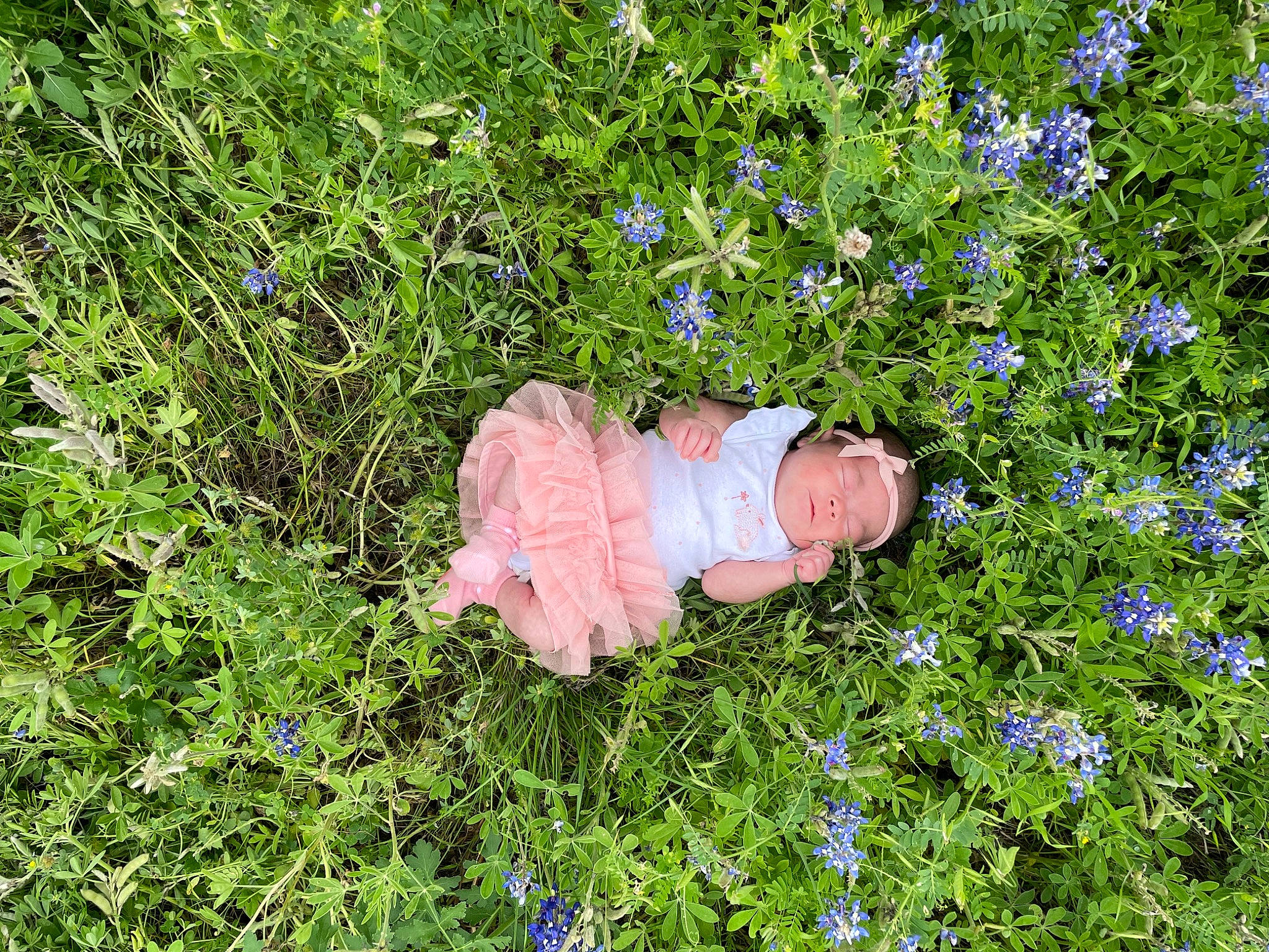 Madison joined the competition — help win amazing prizes! annual_plant, electric_blue, flower, flowering_plant, grass, grass_family, grassland, groundcover, herbaceous_plant, meadow, natural_environment, natural_landscape, people_in_nature, person, petal, plant, prairie, shrub, terrestrial_plant, tree