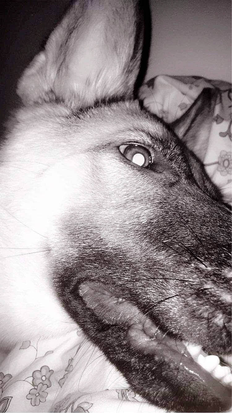 Prestance a rejoint le concours — aidez-le/la à gagner de superbes lots ! black_and_white, canidae, carnivore, close_up, dog, dog_breed, ear, eye, fur, head, monochrome, monochrome_photography, norwegian_elkhound, nose, organ, photography, snout, whiskers, white, wolfdog