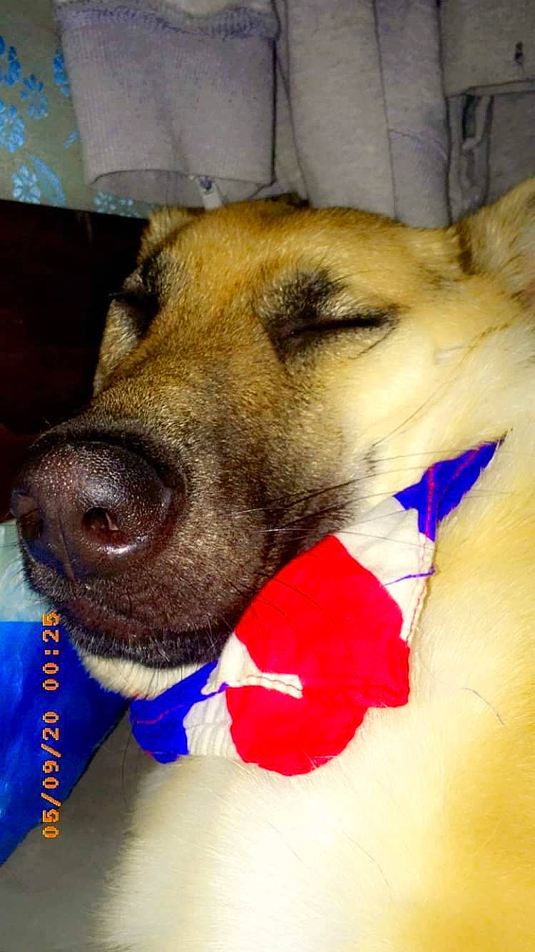 Prestance a rejoint le concours — aidez-le/la à gagner de superbes lots ! black_mouth_cur, canidae, carnivore, companion_dog, dog, dog_breed, ear, fawn, jaw, mammal, nose, paw, potcake_dog, puppy, snout, street_dog, whiskers