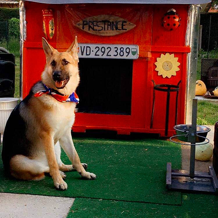 Prestance participe au concours pour gagner de l'argent avec cette photo : akita, canidae, carnivore, carolina_dog, companion_dog, dog, dog_breed, east_european_shepherd, fawn, german_shepherd_dog, king_shepherd, kunming_wolfdog, mammal, norwegian_buhund, rare_breed_dog, shiloh_shepherd_dog, snout, vertebrate, working_dog