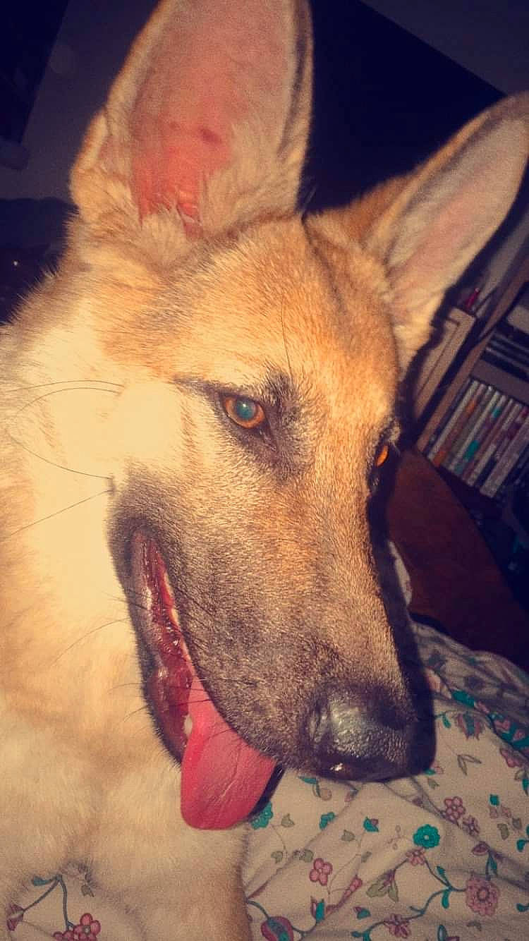 Prestance a rejoint le concours — aidez-le/la à gagner de superbes lots ! canidae, carnivore, dog, dog_breed, ear, eye, fawn, german_shepherd_dog, head, mammal, neck, nose, snout, vertebrate, whiskers