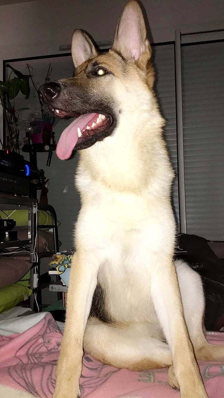 Prestance a rejoint le concours — aidez-le/la à gagner de superbes lots ! alaskan_malamute, canidae, carnivore, dog, dog_breed, east_siberian_laika, fawn, mammal, native_american_indian_dog, norwegian_elkhound, rare_breed_dog, siberian_husky, tamaskan_dog, thai_bangkaew_dog, vertebrate, west_siberian_laika, wolfdog