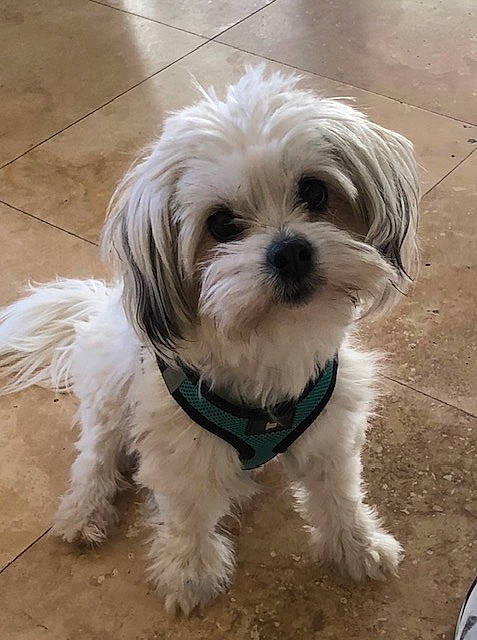 Gigi joined the competition — help win amazing prizes! canidae, carnivore, companion_dog, dog, dog_breed, dog_collar, dog_supply, fur, head, liver, maltepoo, shih_tzu, small_terrier, snout, sporting_group, tail, terrier, toy_dog, water_dog, working_animal
