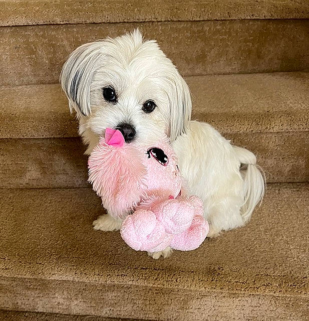 Gigi joined the competition — help win amazing prizes! canidae, carnivore, companion_dog, dog, dog_breed, dog_clothes, dog_supply, fashion_accessory, fawn, fur, liver, paw, puppy_love, shih_tzu, small_terrier, snout, sporting_group, toy, toy_dog, working_animal