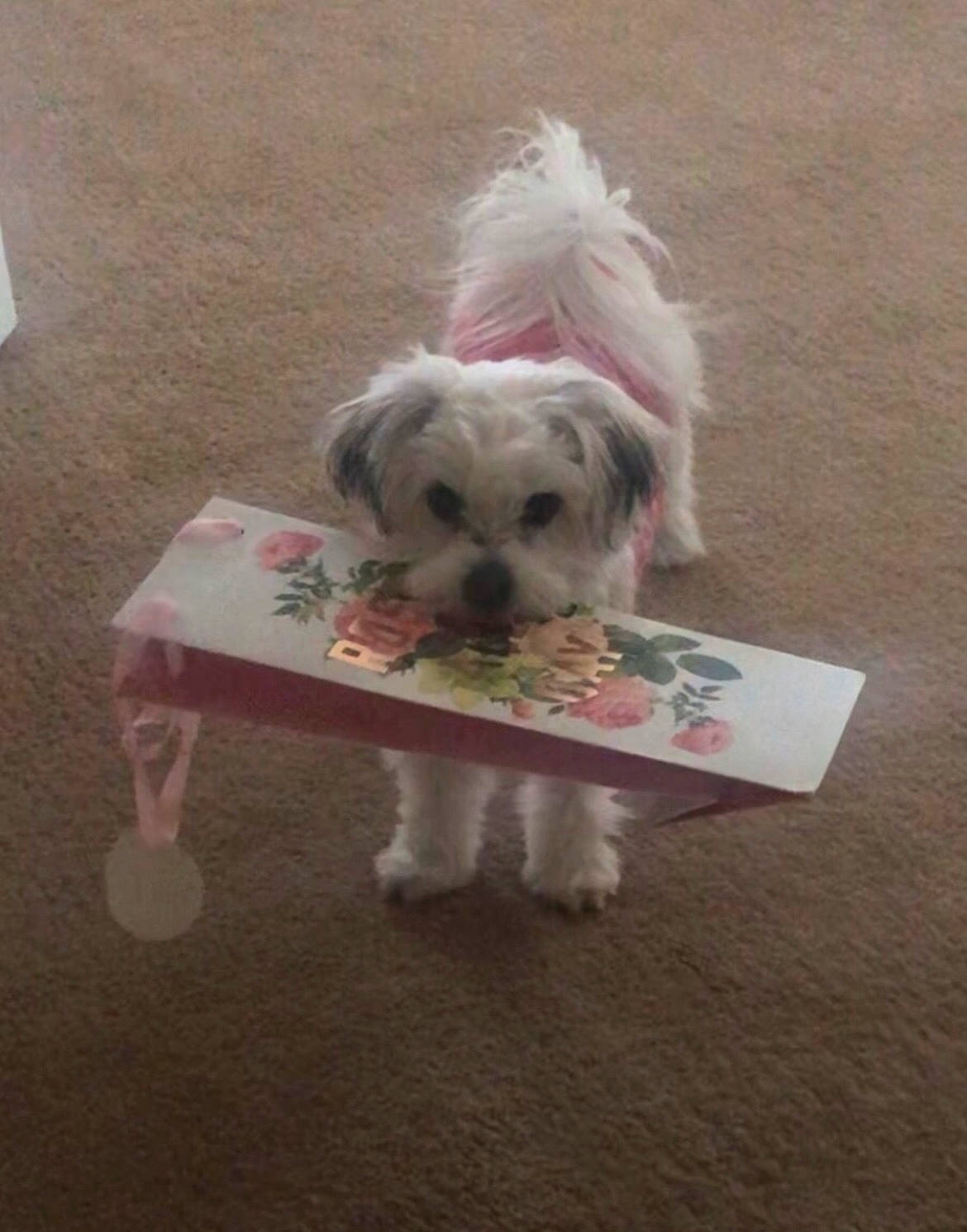 Gigi joined the competition — help win amazing prizes! biewer_terrier, canidae, carnivore, companion_dog, dog, dog_breed, dog_clothes, dog_supply, fawn, fur, maltepoo, pet_supply, poodle_crossbreed, puppy, small_terrier, snout, sporting_group, terrier, toy_dog, working_animal