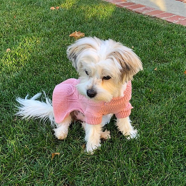 Gigi joined the competition — help win amazing prizes! canidae, carnivore, companion_dog, dog, dog_breed, dog_clothes, dog_collar, dog_supply, grass, groundcover, lawn, maltepoo, plant, puppy_love, small_terrier, sporting_group, tail, terrier, toy_dog, working_animal