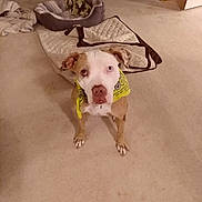 Gracie Mae joined the competition — help win amazing prizes! dog, pitbull, pet, bandana, indoor, carpet, dog_bed, blanket, paw, snout, eyes, looking_up, collar, cute, floor, mammal, portrait, home_interior, tan_and_white, playful