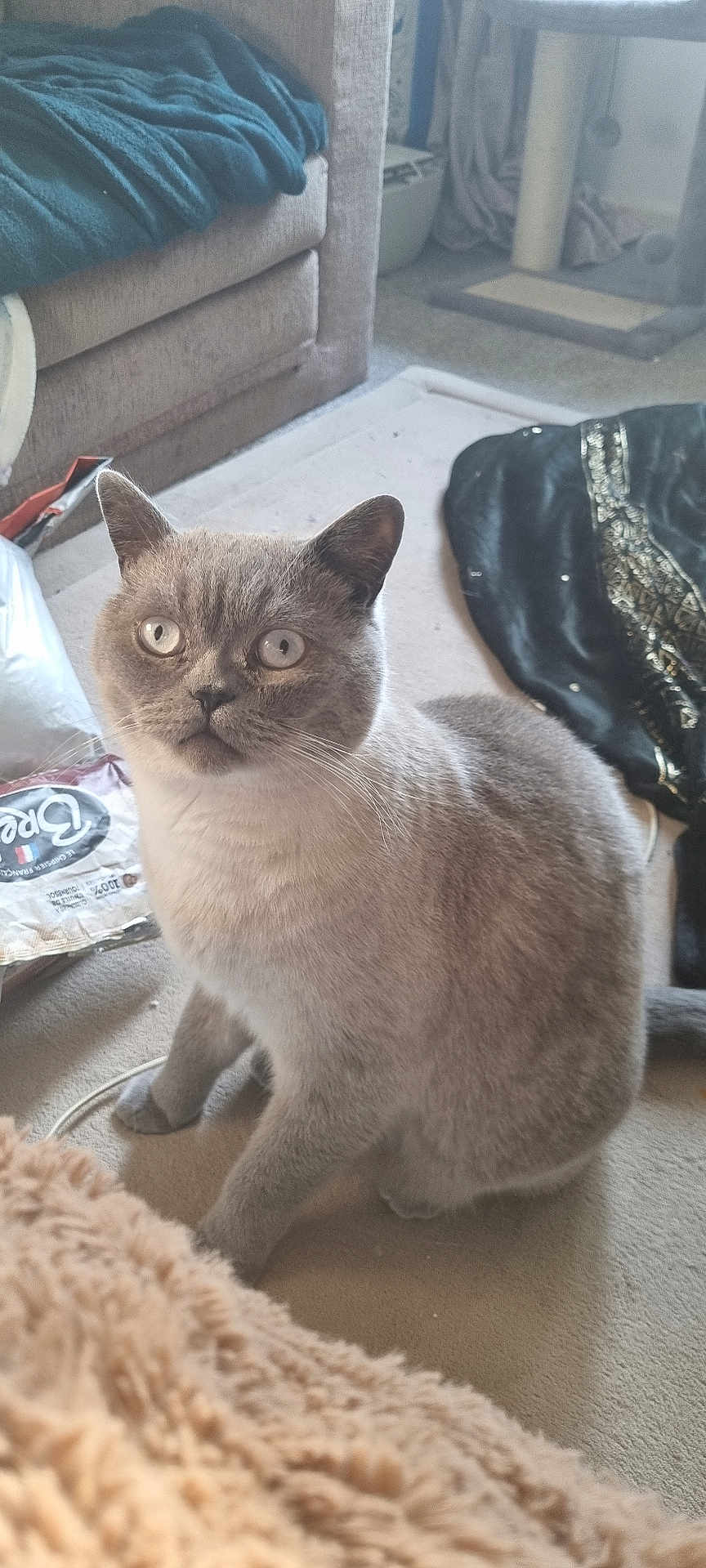 Miso