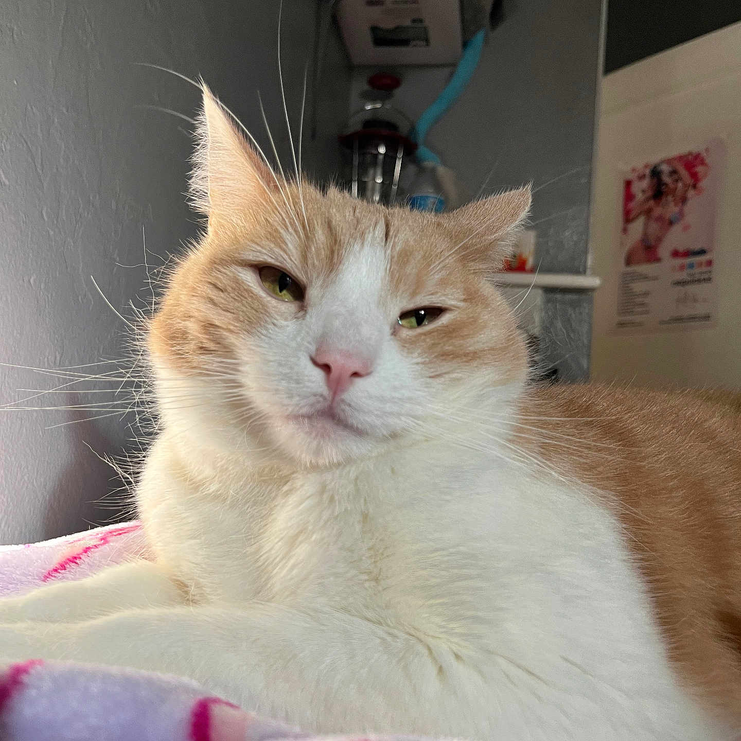 Mochi