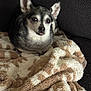 animal, blanket, chihuahua, companion, couch, cozy, cute, dog, domestic_animal, ears, expression, fur, furry, indoor, pet, relaxed, resting, small_dog, snout, tongue_out