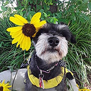 Sadie Mae is registered to the contest to win money with this photo: animal, bench, closeup, collar, cute, dog, flower, fur, garden, greenery, leaf, leash, nature, outdoor, pet, plant, portrait, summer, sunflower, yellow