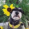animal, bench, closeup, collar, cute, dog, flower, fur, garden, greenery, leaf, leash, nature, outdoor, pet, plant, portrait, summer, sunflower, yellow