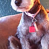 Sadie Mae joined the competition — help win amazing prizes! carnivoran, companion_dog, dog, dog_breed, dog_breed_group, dog_like_mammal, miniature_schnauzer, puppy, schnauzer, schnoodle, snout, terrier