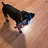 Sadie Mae joined the competition — help win amazing prizes! carnivoran, dog, dog_breed, dog_breed_group, dog_like_mammal, floor, flooring, hardwood, puppy, wood, wood_flooring