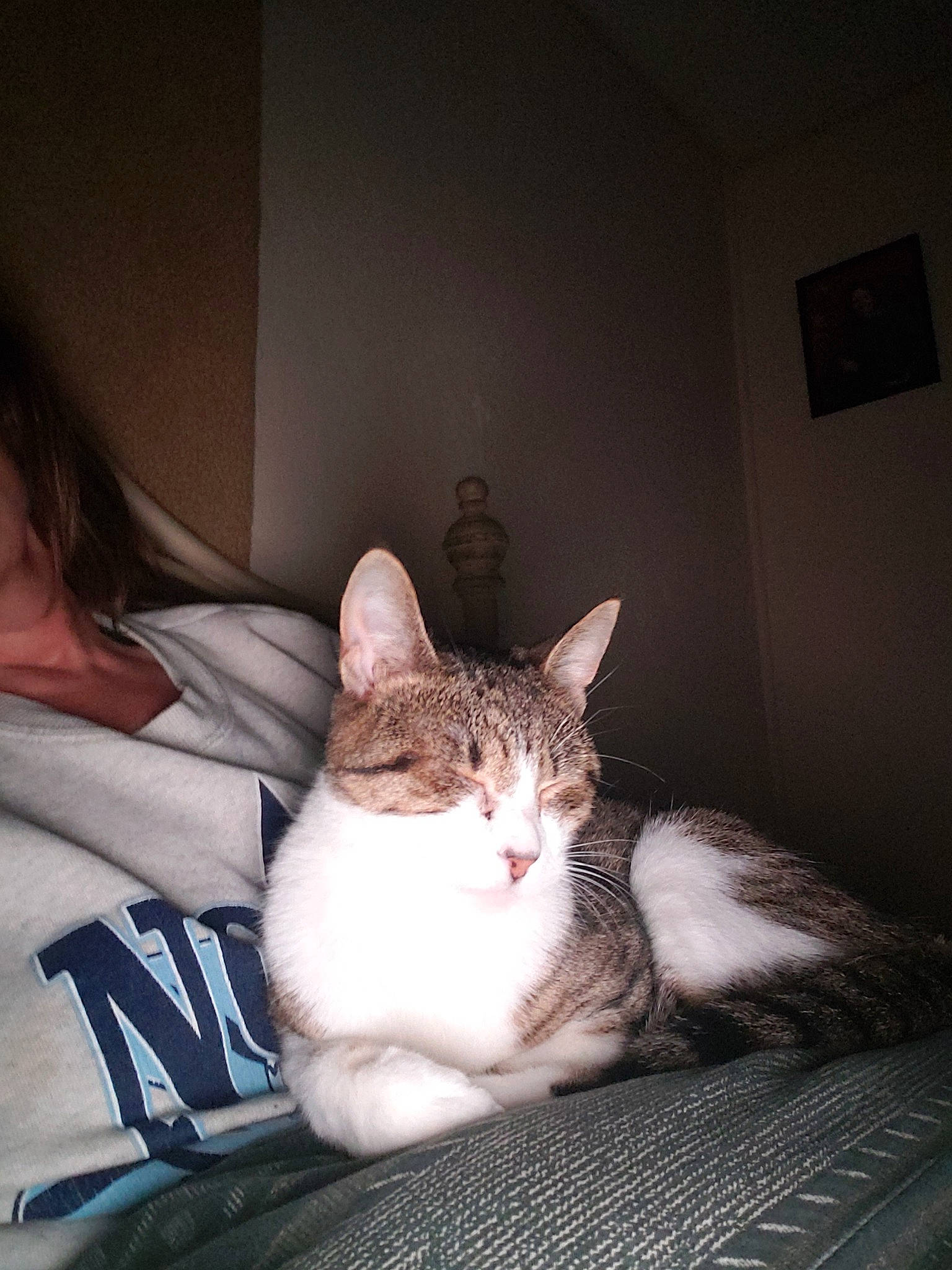 Sweet Pea joined the competition — help win amazing prizes! aegean_cat, asian, bed, carnivore, cat, comfort, domestic_short_haired_cat, ear, european_shorthair, eye, felidae, fur, kitten, leg, nose, sitting, sky, small_to_medium_sized_cats, tabby_cat, whiskers