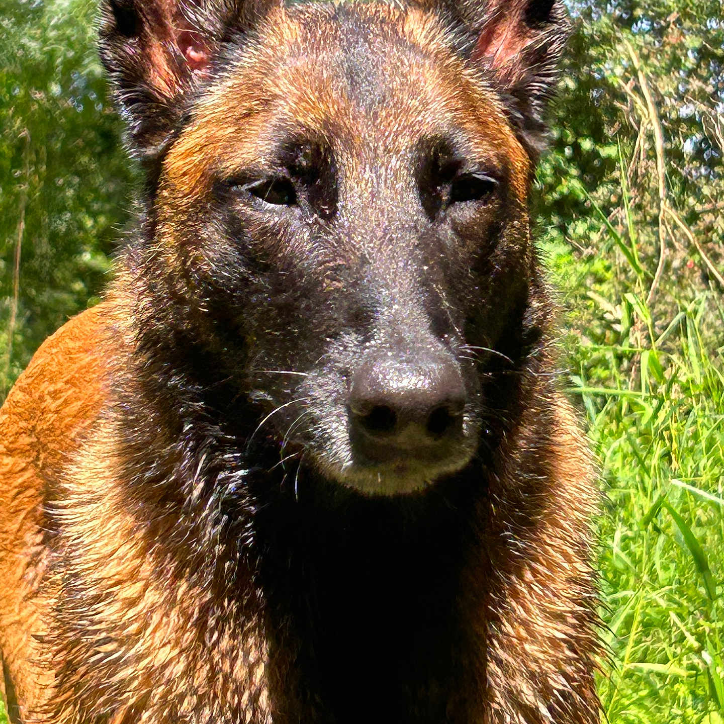 Isis participe au concours pour gagner de l'argent avec cette photo : alert, animal, belgian_malinois, black_fur, brown_fur, canine, closeup, dog, ears, grass, greenery, muzzle, nature, outdoor, pet, portrait, summer, sunlight, wet_fur, wildlife