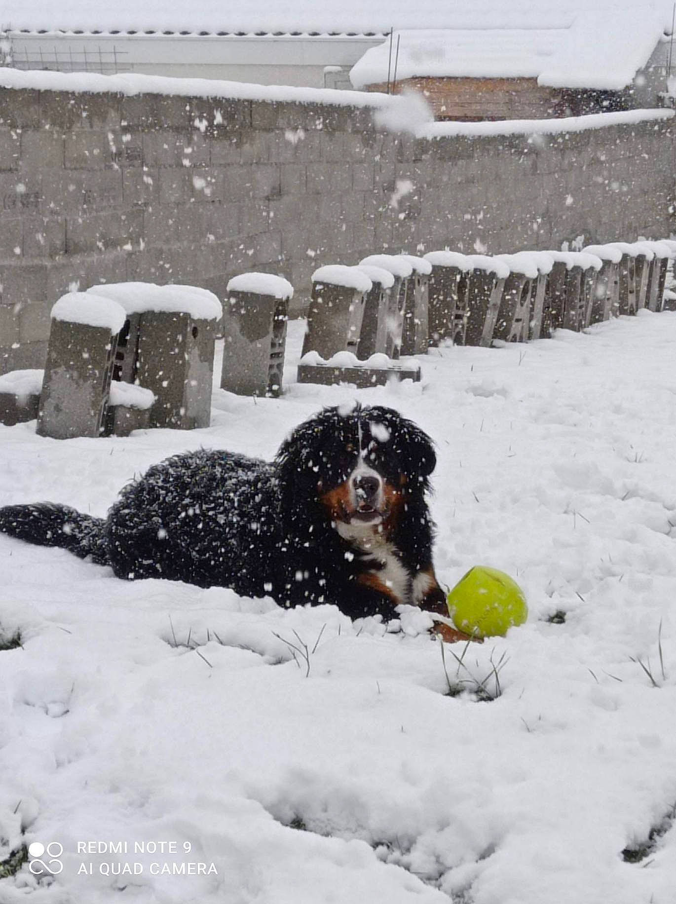 Shelby participe au concours pour gagner de l'argent avec cette photo : ball, canidae, carnivore, companion_dog, dog, dog_breed, event, freezing, frost, fur, geological_phenomenon, gun_dog, non_sporting_group, precipitation, snow, sporting_group, winter, winter_storm, working_animal, working_dog