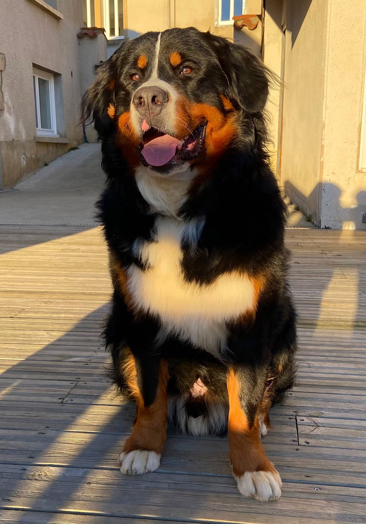 Shelby participe au concours pour gagner de l'argent avec cette photo : automotive_tire, bernese_mountain_dog, building, canidae, carnivore, companion_dog, dog, dog_breed, door, fur, snout, sporting_group, terrestrial_animal, tire_care, window, working_dog