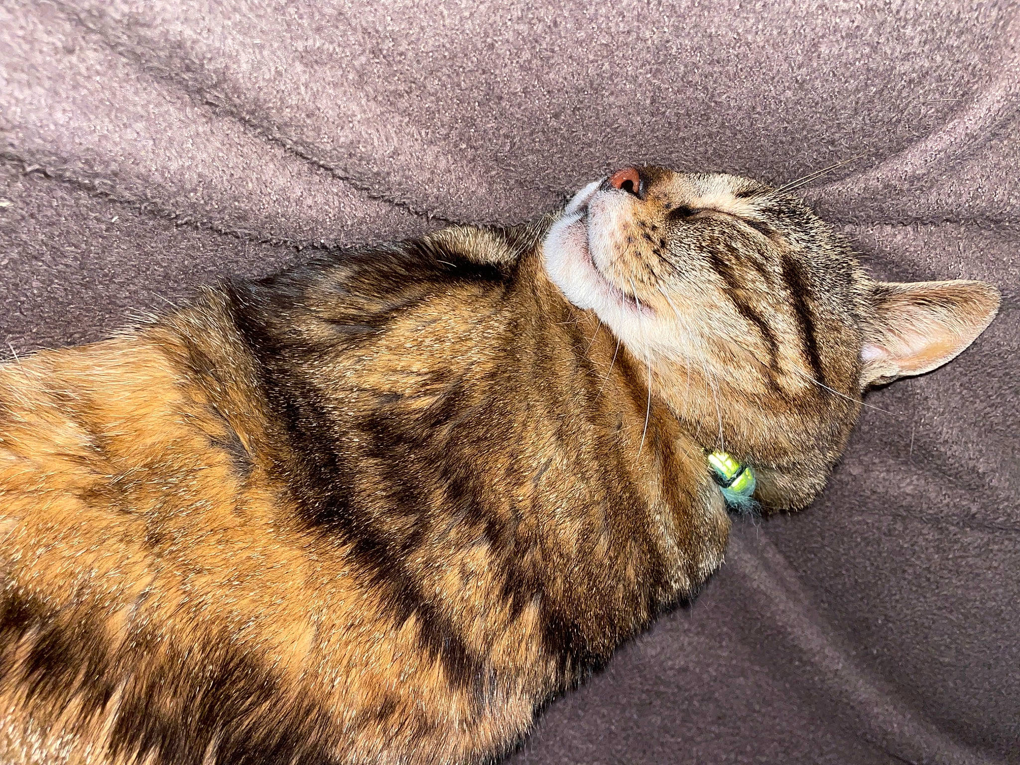 Lovely a rejoint le concours — aidez-le/la à gagner de superbes lots ! carnivore, cat, claw, comfort, domestic_short_haired_cat, fawn, felidae, fur, grass, nap, paw, shadow, sleep, small_to_medium_sized_cats, snout, tail, terrestrial_animal, whiskers, wildlife