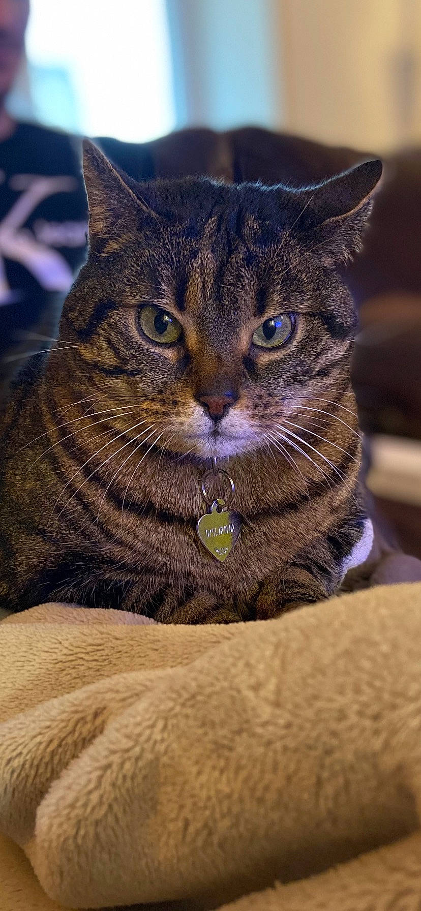 Lovely a rejoint le concours — aidez-le/la à gagner de superbes lots ! carnivore, cat, close_up, domestic_short_haired_cat, electric_blue, felidae, fur, grass, small_to_medium_sized_cats, snout, terrestrial_animal, tree, whiskers, wildlife, window