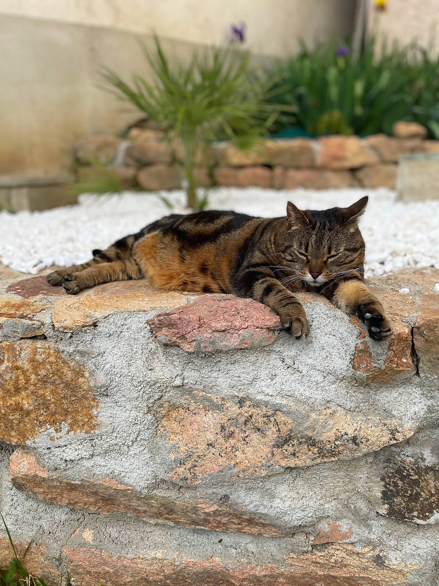 Lovely a rejoint le concours — aidez-le/la à gagner de superbes lots ! bedrock, carnivore, cat, comfort, fawn, felidae, fur, grass, groundcover, landscape, plant, road_surface, small_to_medium_sized_cats, snout, tail, terrestrial_animal, tree, trunk, whiskers, wood