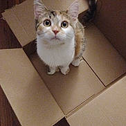 Nyla joined the competition — help win amazing prizes! cat, kitten, animal, pet, cardboard_box, box, sitting, indoors, floor, wooden_floor, fluffy_tail, tabby, white_fur, brown_fur, green_eyes, wide_eyed, cute, portrait, centered_composition, home