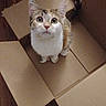 cat, kitten, animal, pet, cardboard_box, box, sitting, indoors, floor, wooden_floor, fluffy_tail, tabby, white_fur, brown_fur, green_eyes, wide_eyed, cute, portrait, centered_composition, home