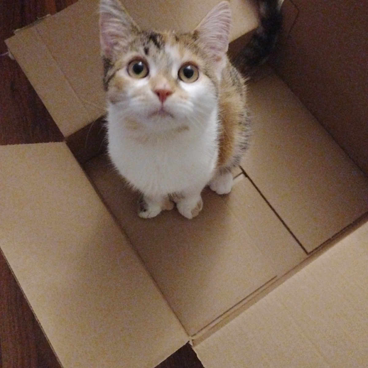 Nyla joined the competition — help win amazing prizes! cat, kitten, animal, pet, cardboard_box, box, sitting, indoors, floor, wooden_floor, fluffy_tail, tabby, white_fur, brown_fur, green_eyes, wide_eyed, cute, portrait, centered_composition, home