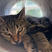 Kitty a rejoint le concours — aidez-le/la à gagner de superbes lots ! cat, tabby, pet, animal, feline, indoor, resting, sleepy, paw, fur, closeup, window, daylight, cozy, soft, cute, relaxed, house, perch, domestic