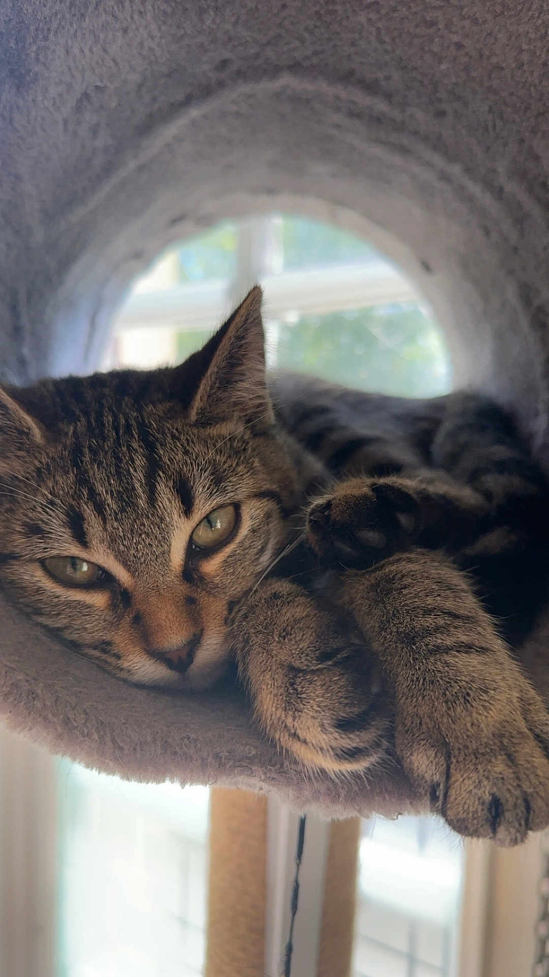 Kitty a rejoint le concours — aidez-le/la à gagner de superbes lots ! cat, tabby, pet, animal, feline, indoor, resting, sleepy, paw, fur, closeup, window, daylight, cozy, soft, cute, relaxed, house, perch, domestic