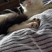 Athena a rejoint le concours — aidez-le/la à gagner de superbes lots ! cat, black_and_white, fur, whiskers, pink_nose, paws, blanket, striped, cozy, indoor, relaxed, pet, animal, cute, laying, soft_texture, home, furniture, close_up, curious