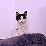 cat, black_and_white, fluffy, pet, animal, indoor, blanket, soft_texture, curious, sitting, feline, cute, young_cat, whiskers, ears, face, fur, domestic_animal, portrait, wall