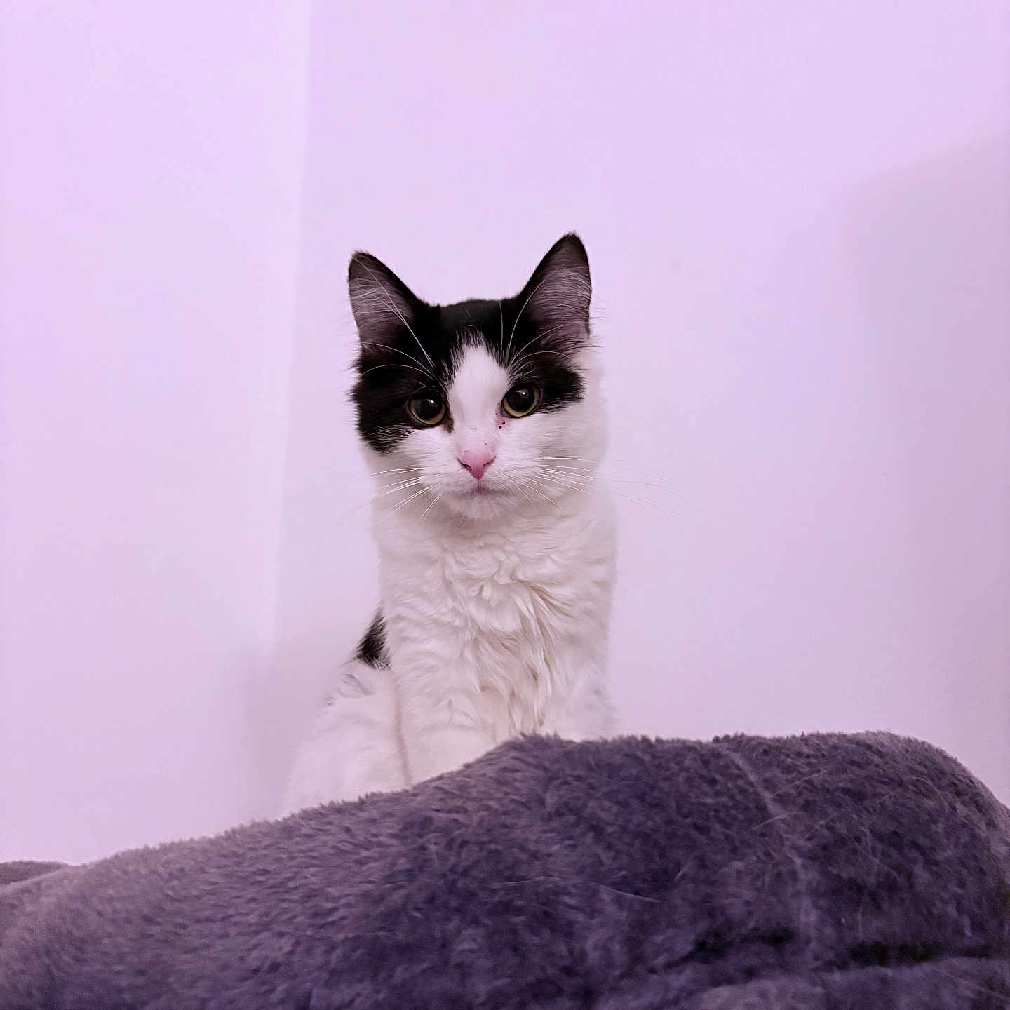 Athena a rejoint le concours — aidez-le/la à gagner de superbes lots ! animal, black_and_white, blanket, cat, curious, cute, domestic_animal, ears, face, feline, fluffy, fur, indoor, pet, portrait, sitting, soft_texture, wall, whiskers, young_cat