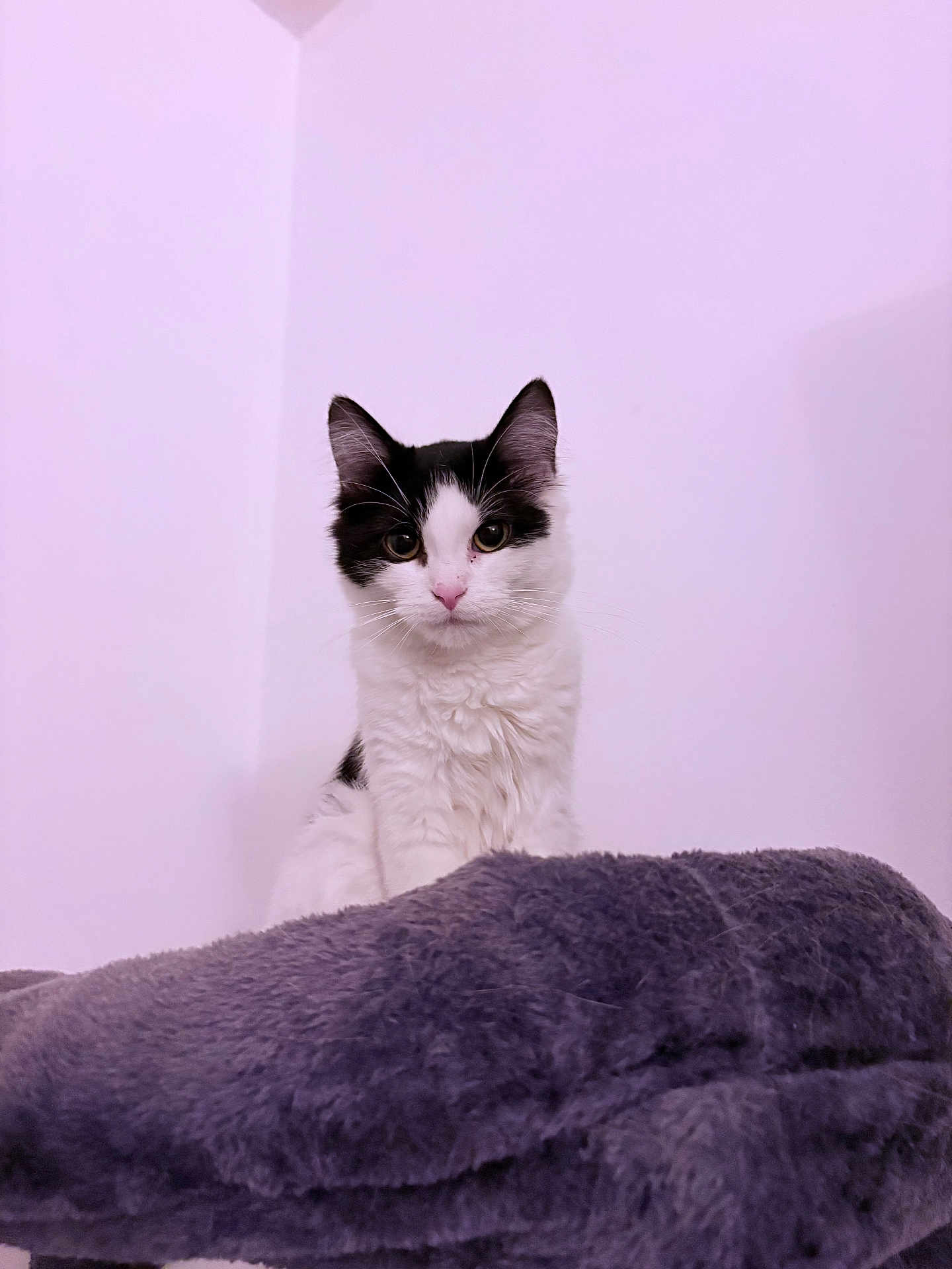 Athena a rejoint le concours — aidez-le/la à gagner de superbes lots ! cat, black_and_white, fluffy, pet, animal, indoor, blanket, soft_texture, curious, sitting, feline, cute, young_cat, whiskers, ears, face, fur, domestic_animal, portrait, wall
