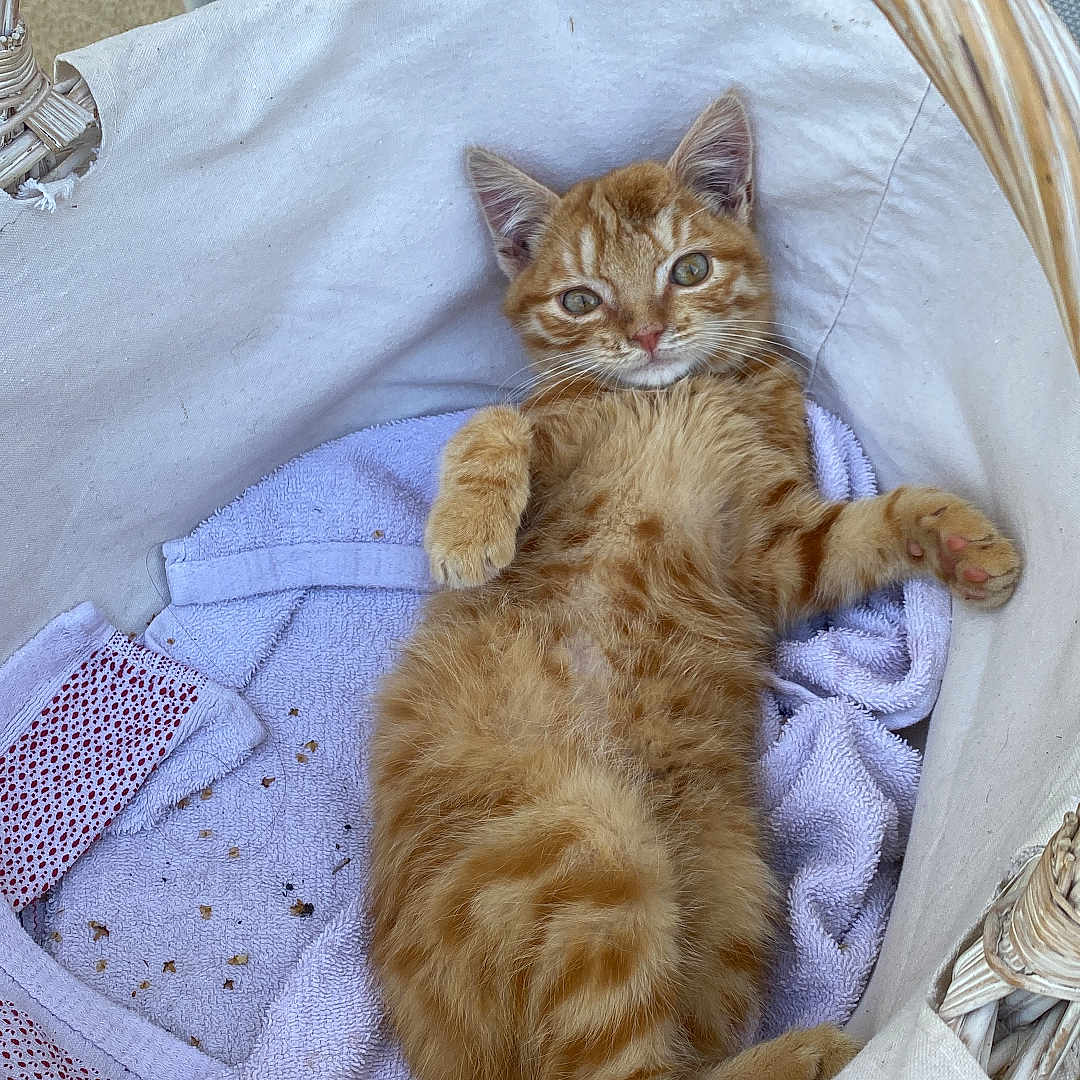 Boss participe au concours pour gagner de l'argent avec cette photo : abyssinian, animal, basket, bed, blanket, cat, couch, cradle, crib, furniture, homedecor, infantbed, kitten, linen, manx, pet