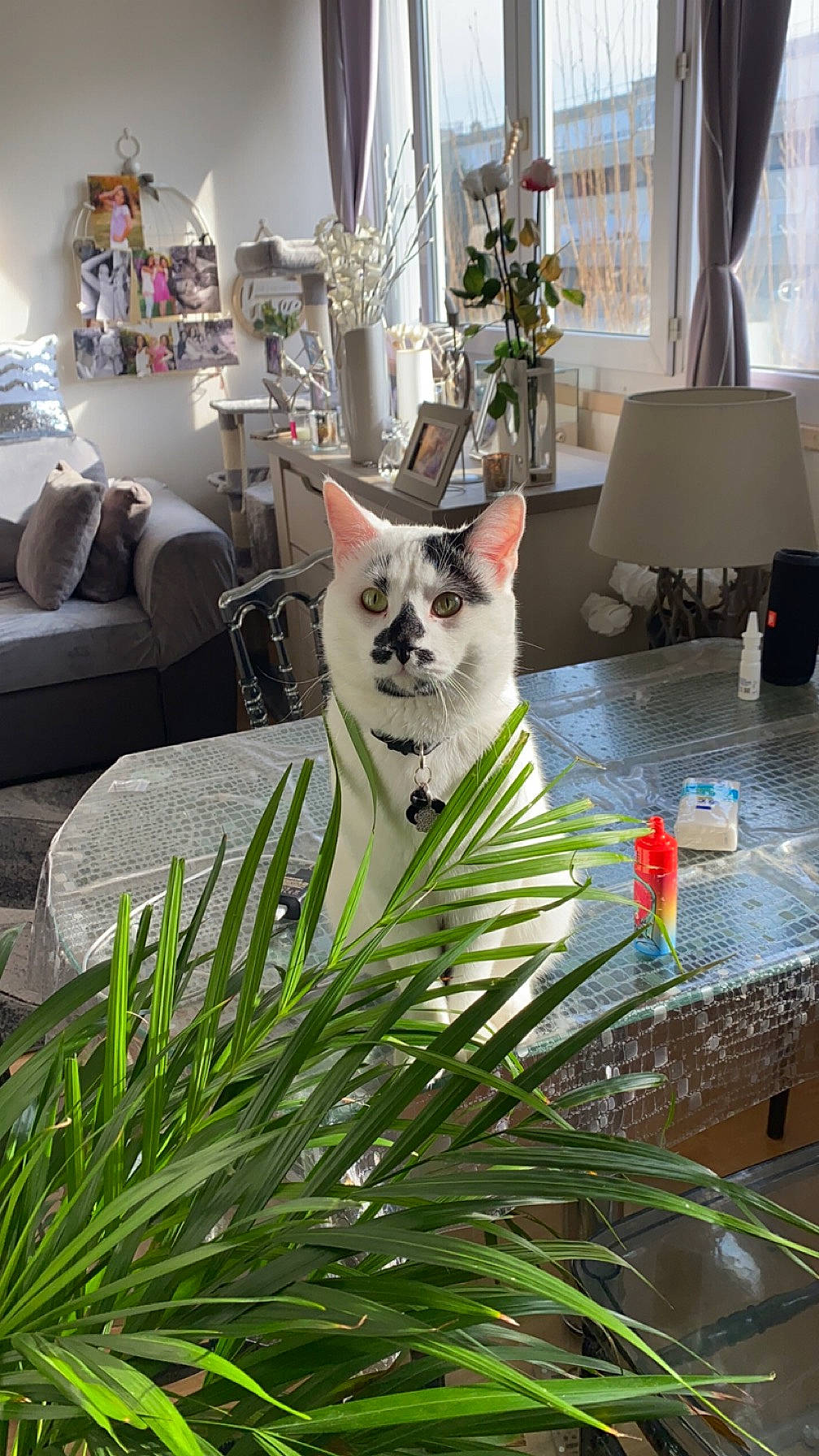 Oreo a rejoint le concours — aidez-le/la à gagner de superbes lots ! carnivore, cat, chair, companion_dog, couch, curtain, fawn, felidae, flooring, flowerpot, grass, houseplant, picture_frame, plant, small_to_medium_sized_cats, table, tail, tree, whiskers, wood