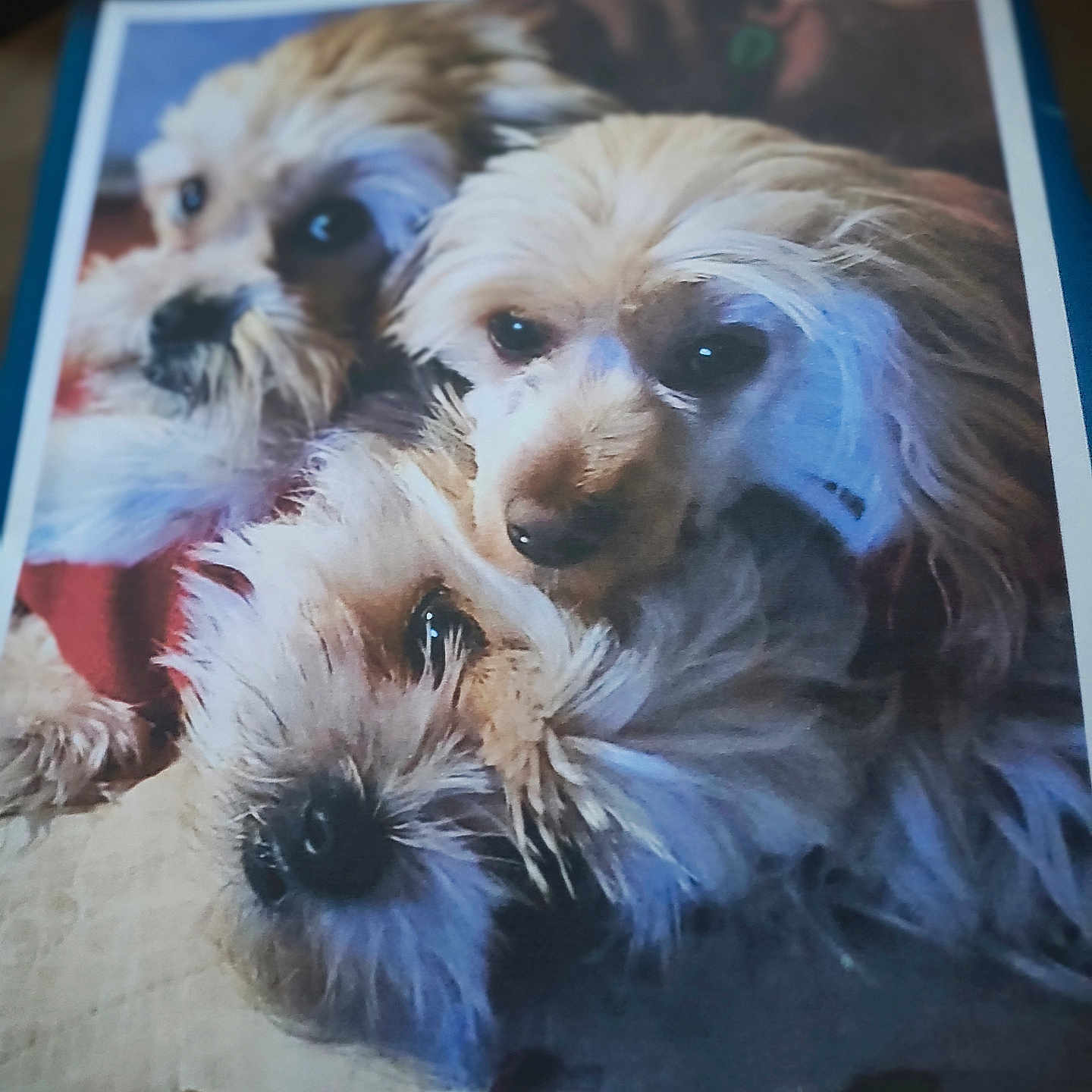 Boo Honey Leeroy joined the competition — help win amazing prizes! dog, dogs, fluffy, snuggling, closeup, fur, animal, pet, cute, portrait, canine, laying, resting, group, companion, domestic, mammal, friendship, cozy, warm