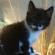 Mis'Stache is registered to the contest to win money with this photo: animal, black_and_white, cat, cozy, cute, decor, ears, face, furry, fuzzy, indoor, kitten, light, pet, plant, shadow, sitting, small, soft, whiskers