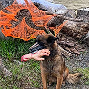 Shelby a rejoint le concours — aidez-le/la à gagner de superbes lots ! animal, brown_fur, costume, decoration, dog, fake_hand, grass, ground, halloween, log, mask, nature, outdoor, pet, prop, scary, sitting, spider_web, tree_stump, wood