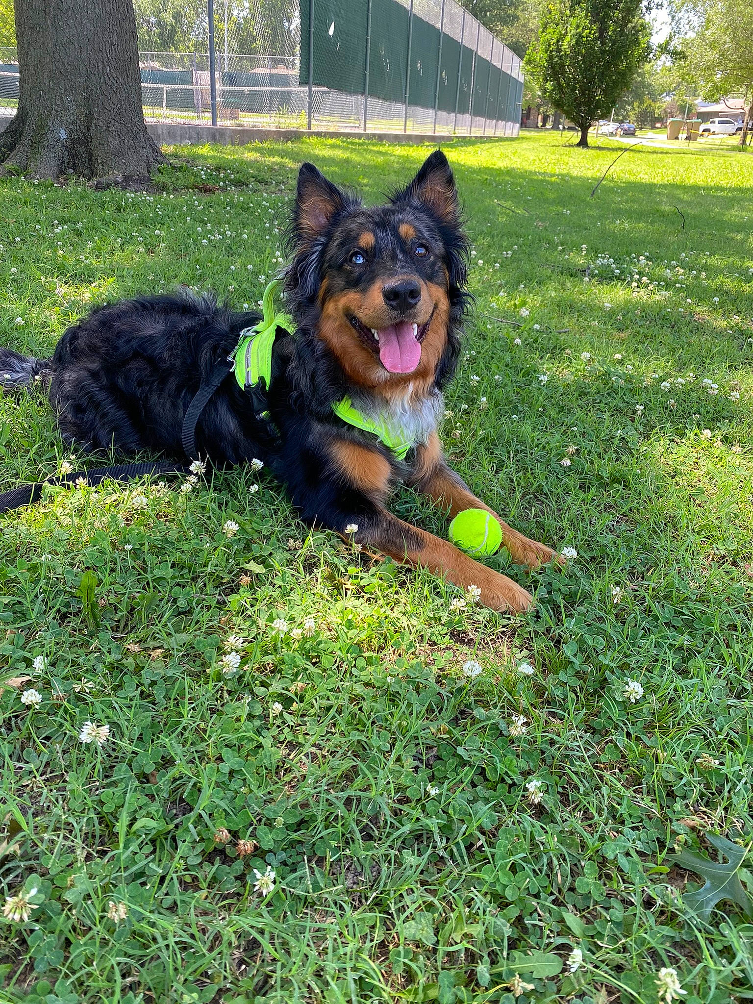 Azul joined the competition — help win amazing prizes! canidae, carnivore, collar, companion_dog, dog, dog_breed, dog_supply, fawn, german_shepherd_dog, grass, green, groundcover, herding_dog, king_shepherd, lawn, old_german_shepherd_dog, plant, sporting_group, tail, tree