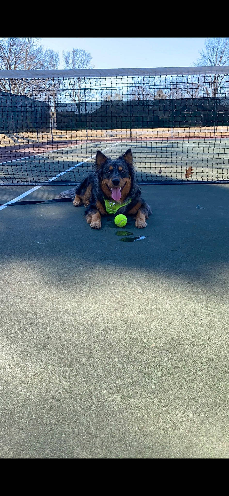 Azul is registered to the contest to win money with this photo: asphalt, ball, canidae, carnivore, collar, companion_dog, dog, dog_breed, dog_supply, fawn, fence, grass, leash, mesh, pet_supply, road_surface, sky, snout, sporting_group, tennis_ball