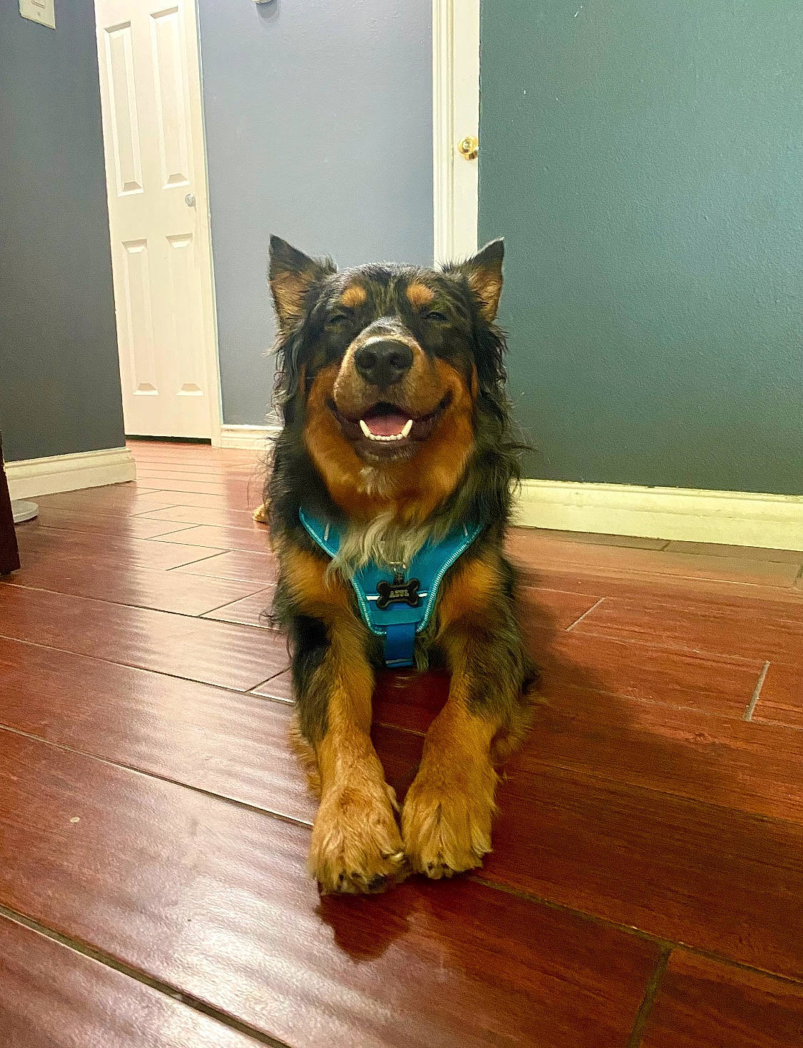 Azul joined the competition — help win amazing prizes! carnivore, collar, companion_dog, dog, dog_breed, dog_collar, door, floor, flooring, fur, giant_dog_breed, hardwood, herding_dog, liver, plank, tail, varnish, wood, wood_stain, working_animal